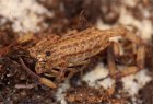 Isometrus maculatus