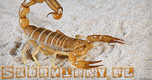 Skorpiony skorpion